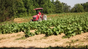 Tobacco crops on the homestead