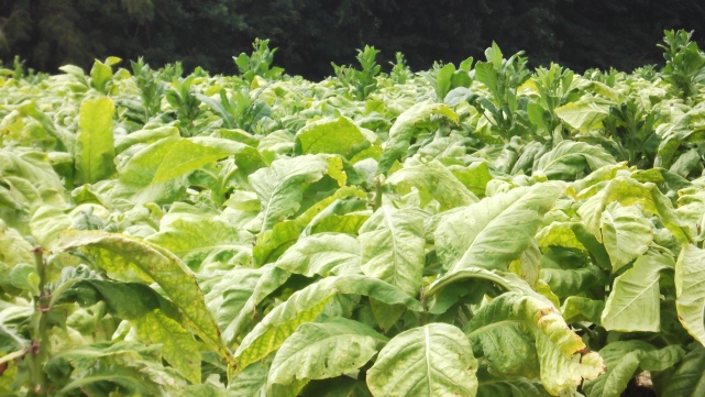 Tobacco on the Homestead